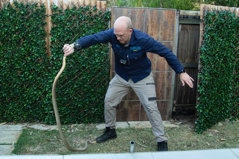 World Wants More Sunshine Coast Snake Wrangling