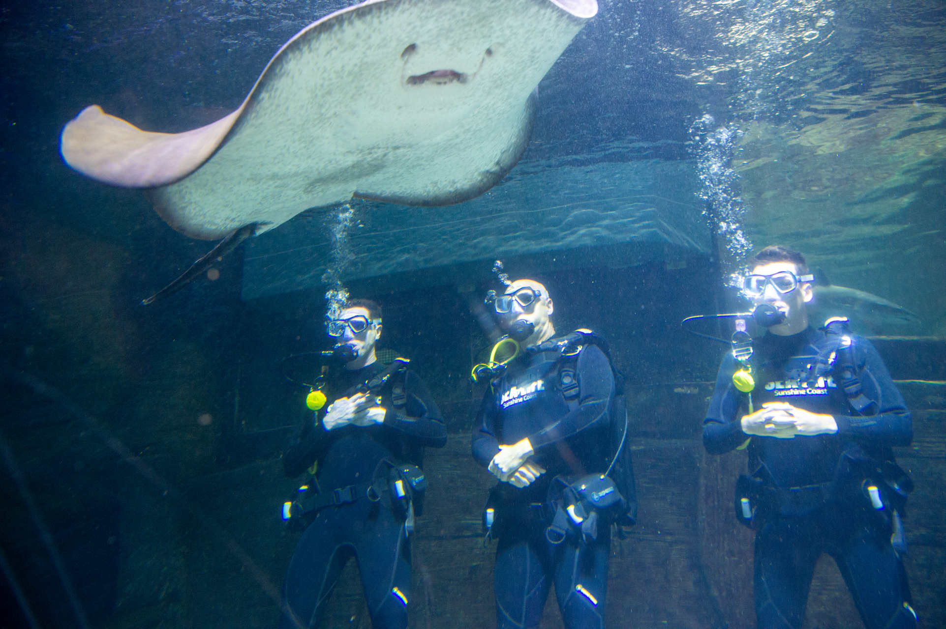 Plans for SEA LIFE Sunshine Coast to be more interactive