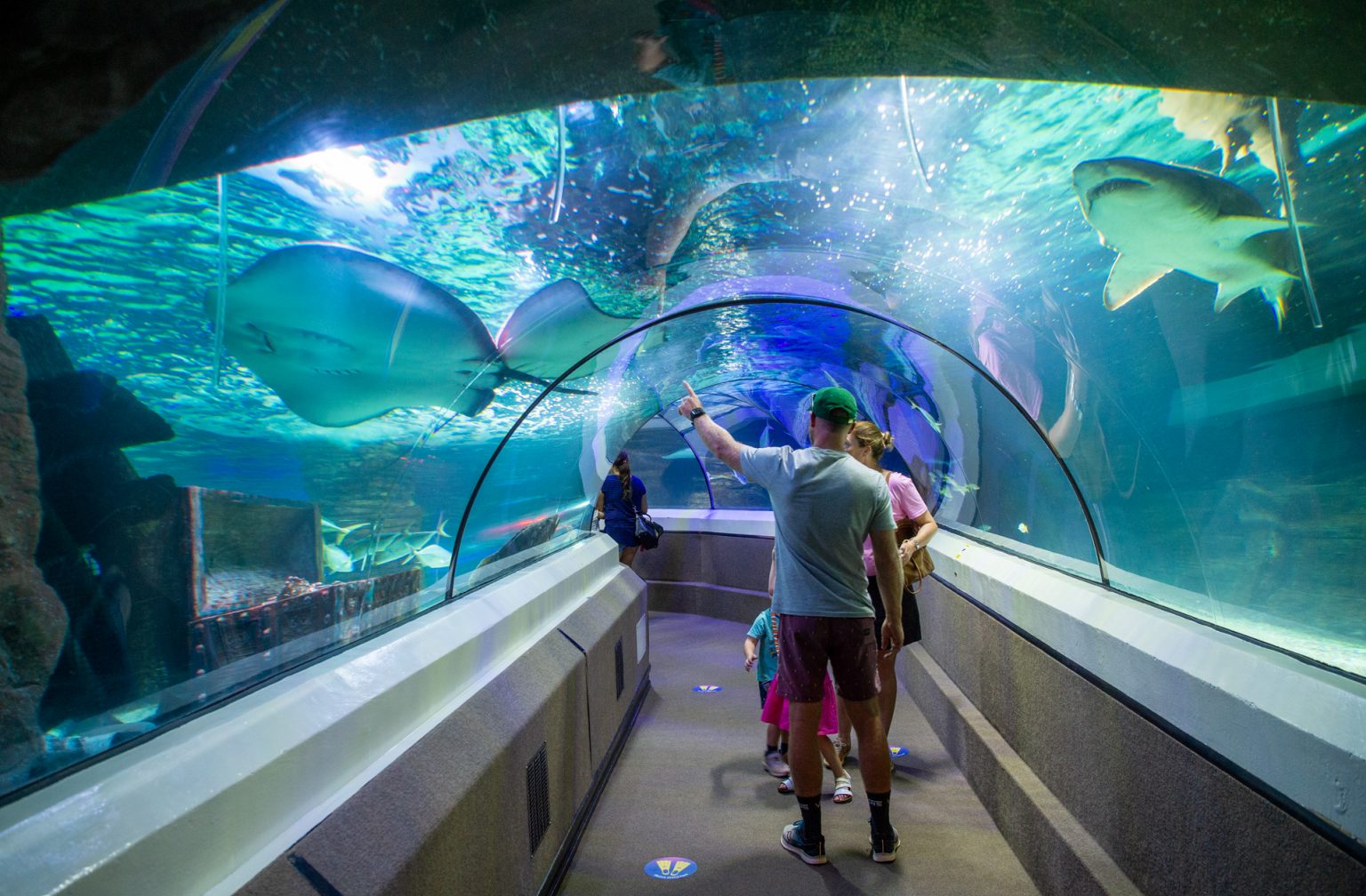 Plans for SEA LIFE Sunshine Coast to be more interactive