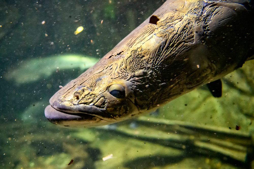 Scientists crack code of ancient Mary River lungfish