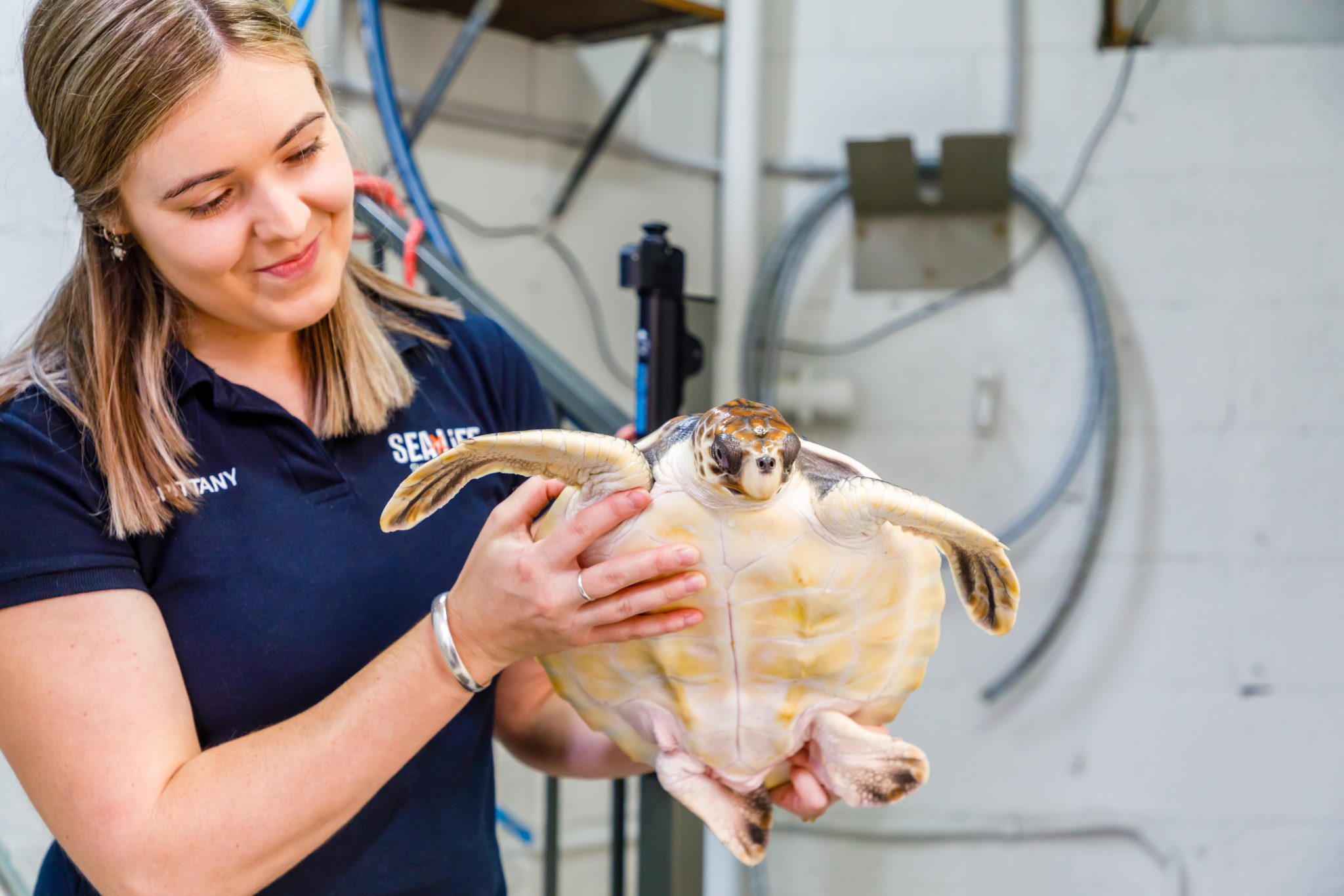 Iluka the turtle's story displayed in children's book for charity