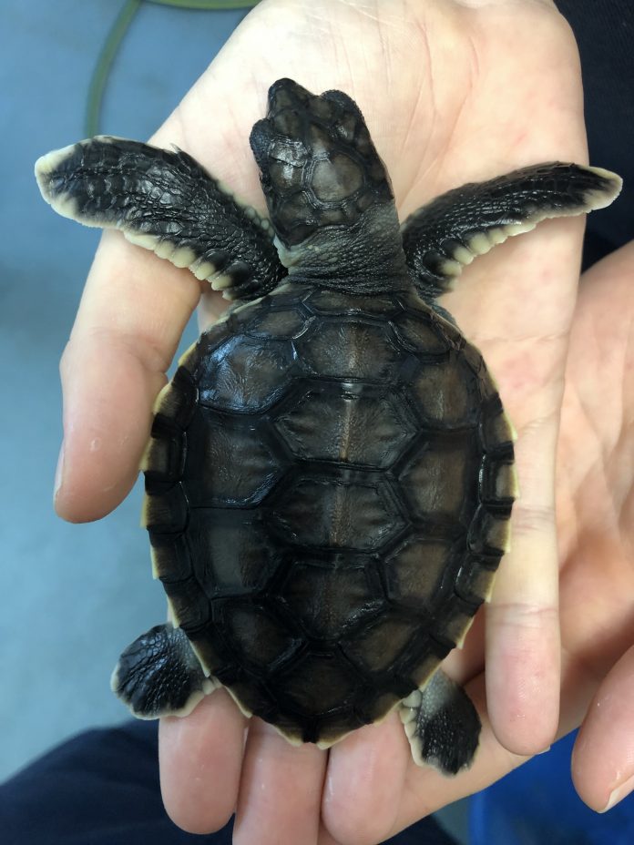 Iluka the turtle's story displayed in children's book for charity