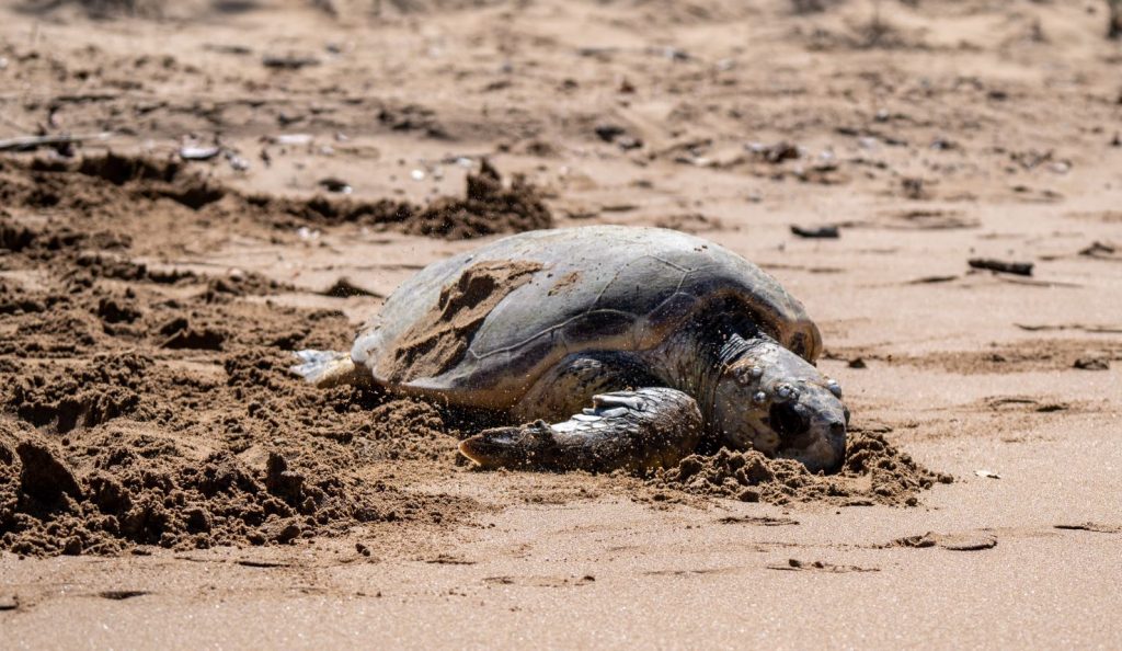 Look who's back: why our TurtleCare volunteers are so excited