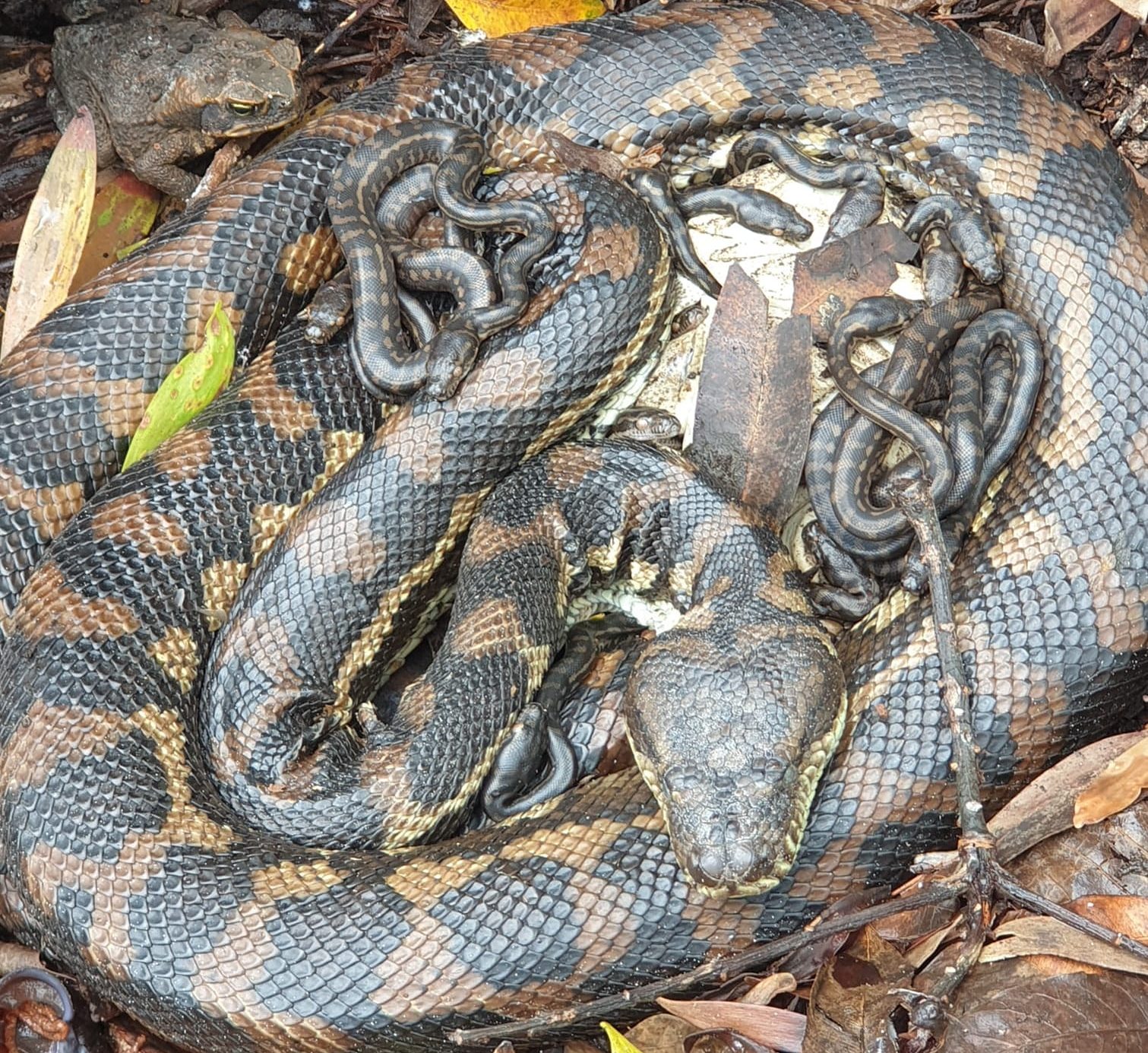 Sunshine Coast Snake Catchers 