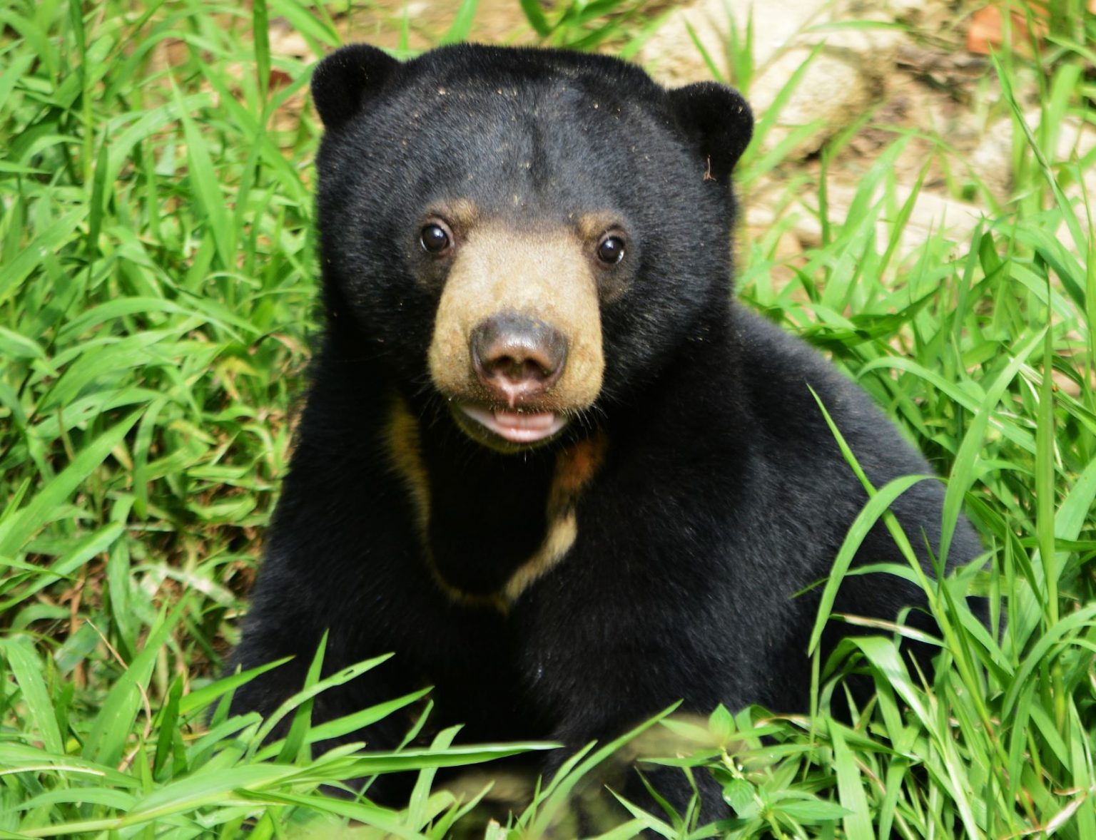 Coast conservationist creates new hope for a little-known bear