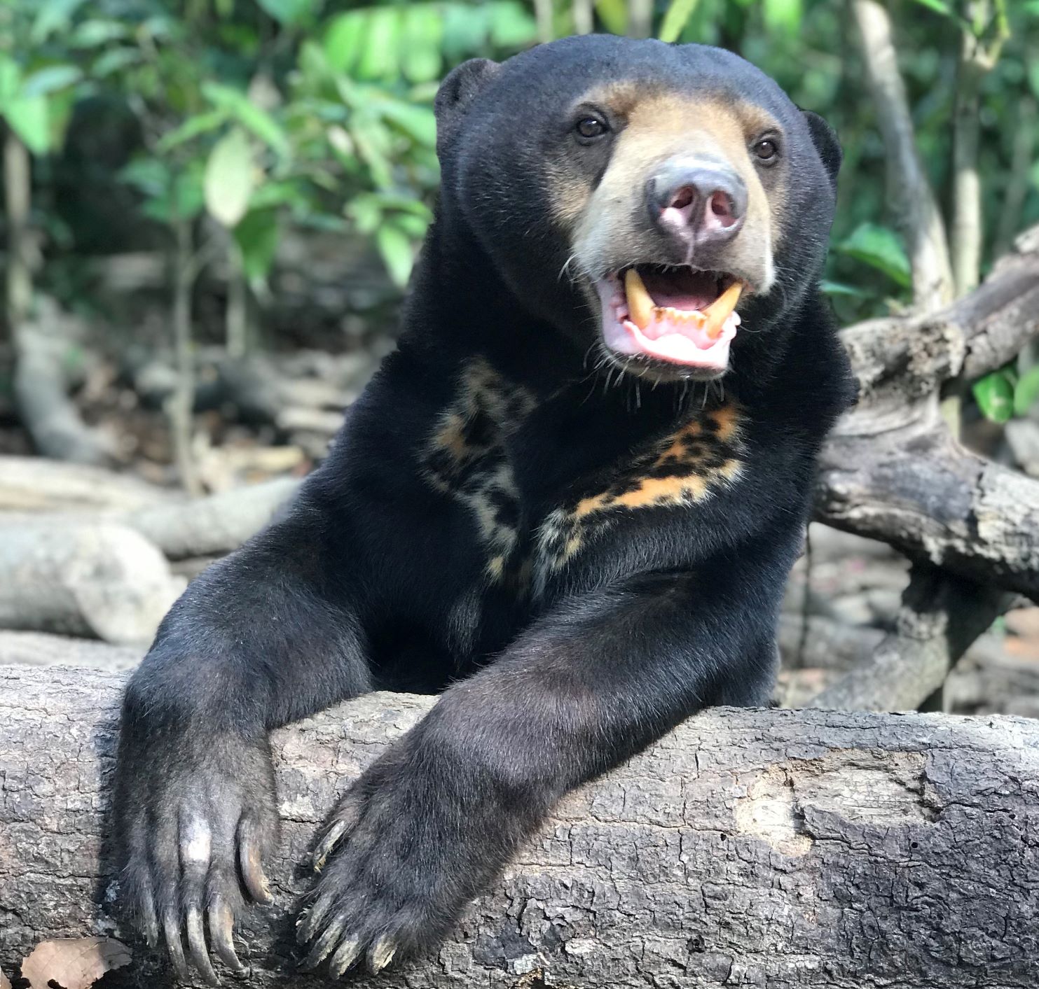 Coast conservationist creates new hope for a little-known bear