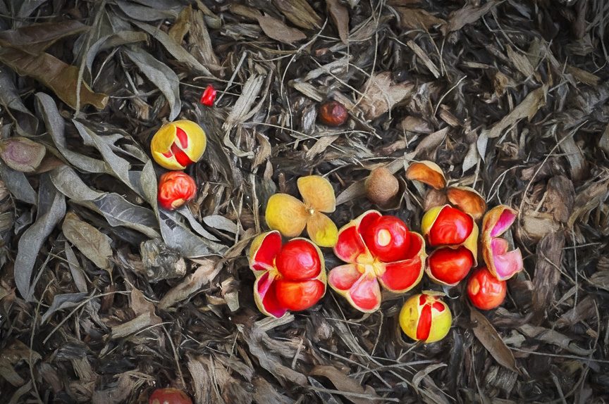 Fruits of the forest: Sunshine Coast News Photo of the Day