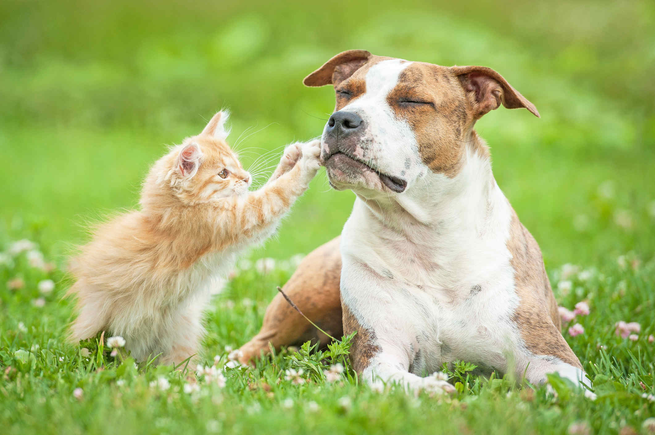 are dogs better listeners than cats