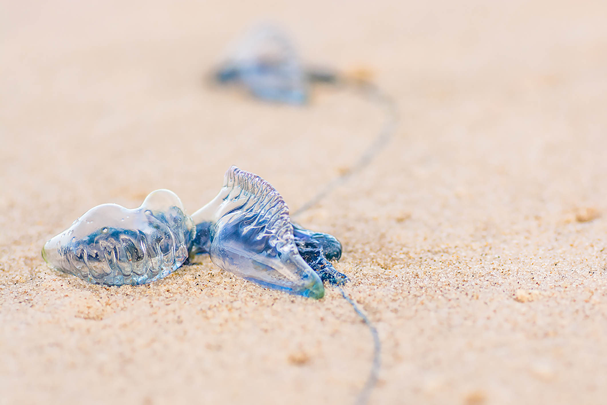 Bluebottle - The Australian Museum