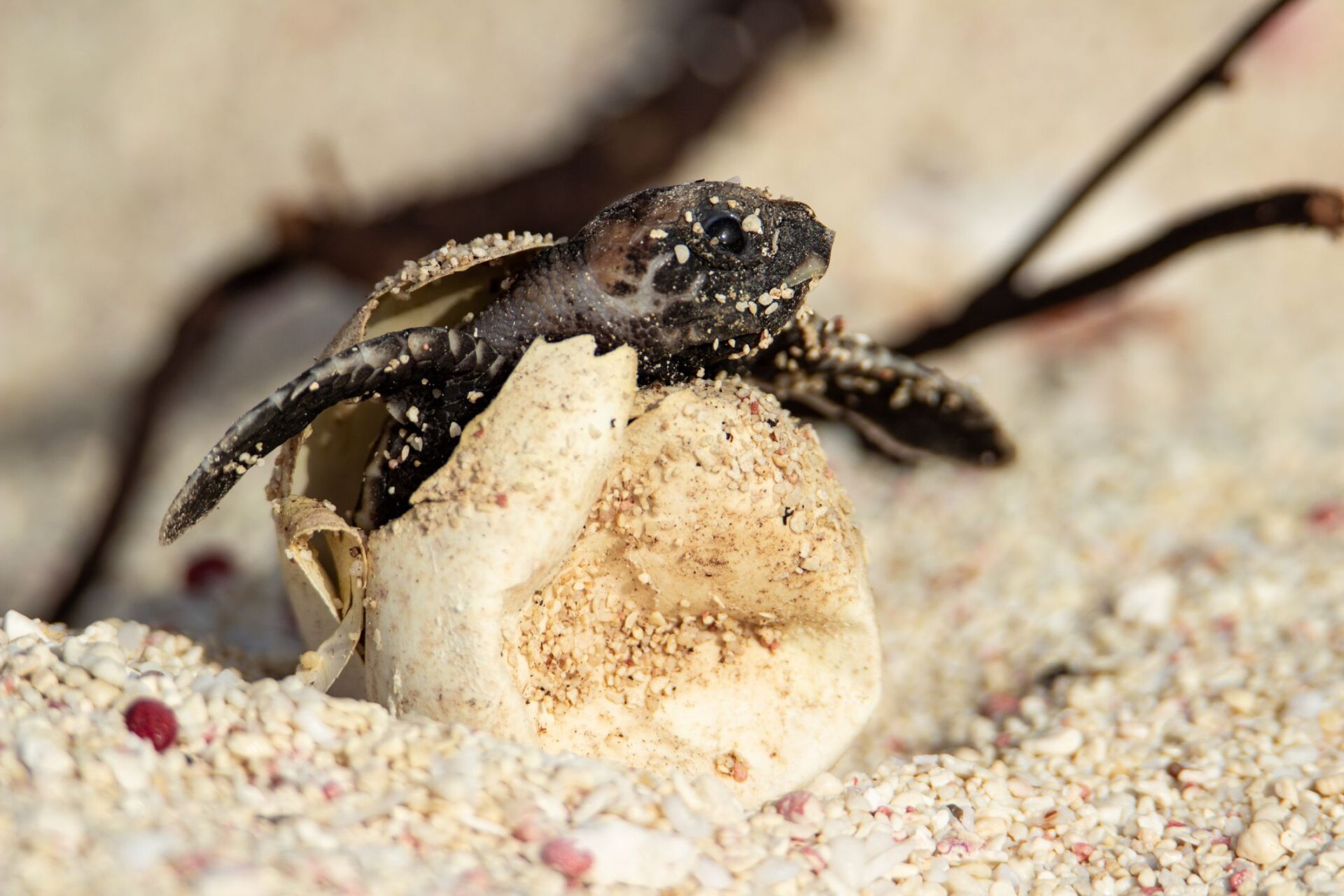 'Incredibly important cause': turtle hatchlings program expands