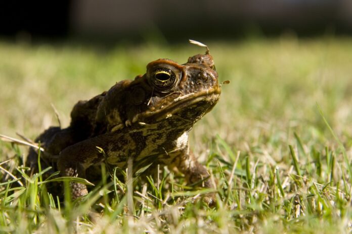 🐸🛑 Cane Toads ran wild in South East Queensland this weekend! Check out  these astounding videos from Tugun and Jimboomba as juvenil