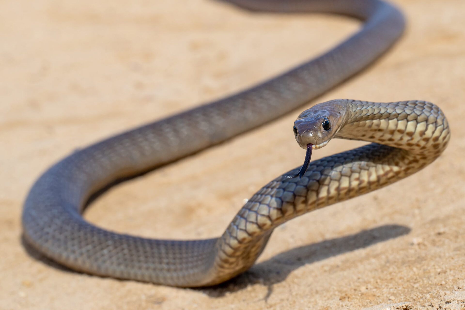 Snake central: dozens bitten within a few months