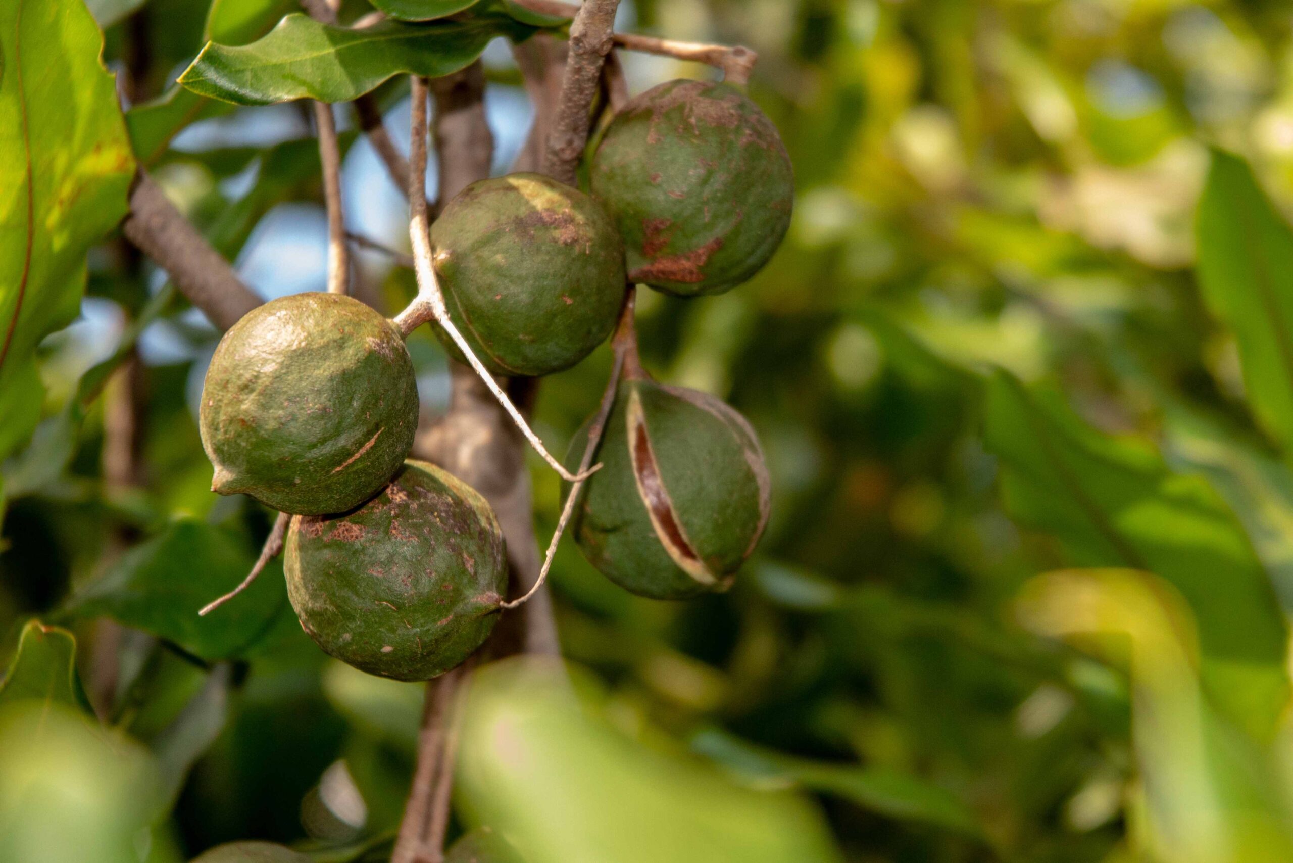 Macadamia prices dropping but growers face challenges