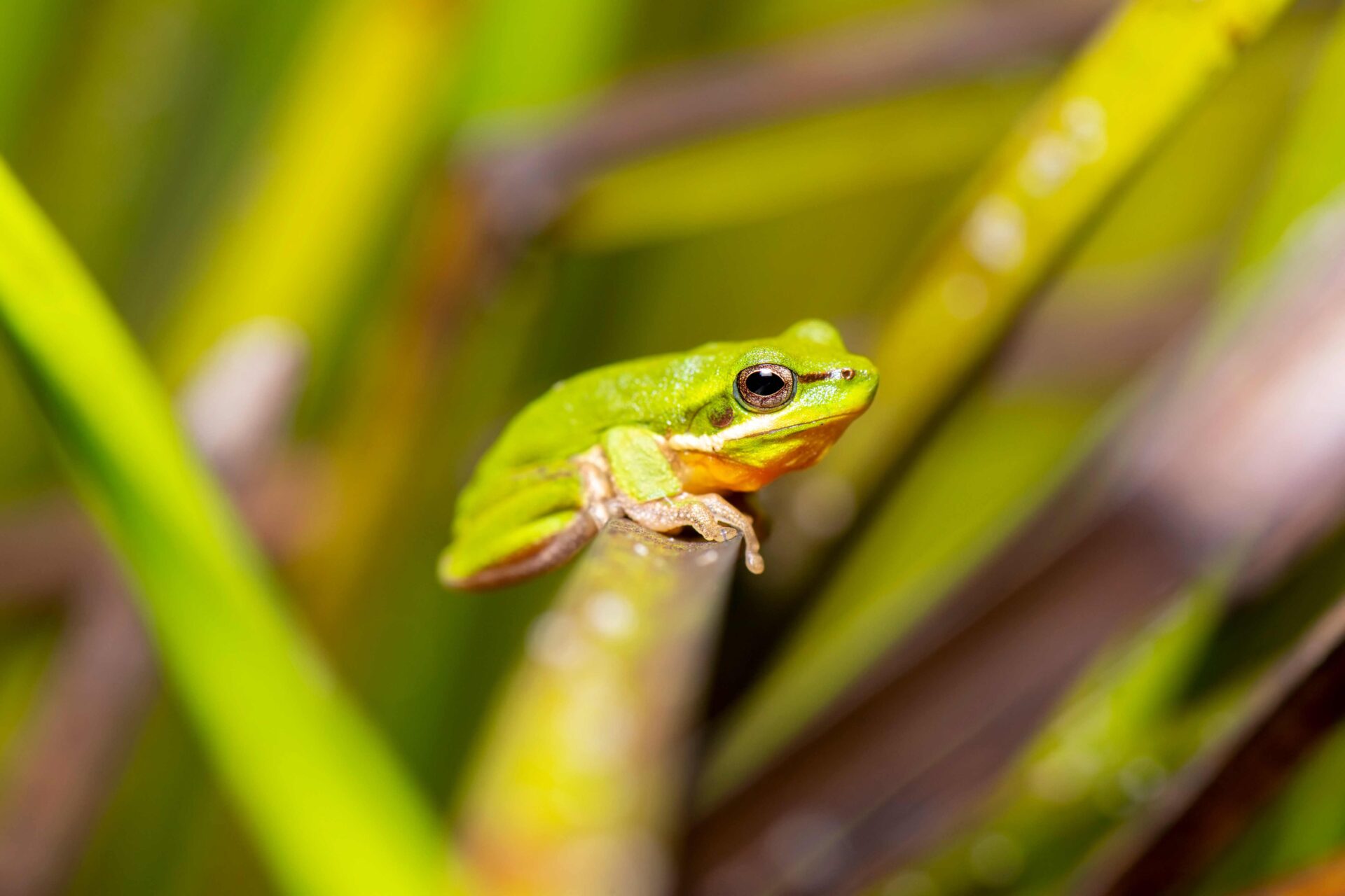 Vulnerable frog thriving in created habitat 