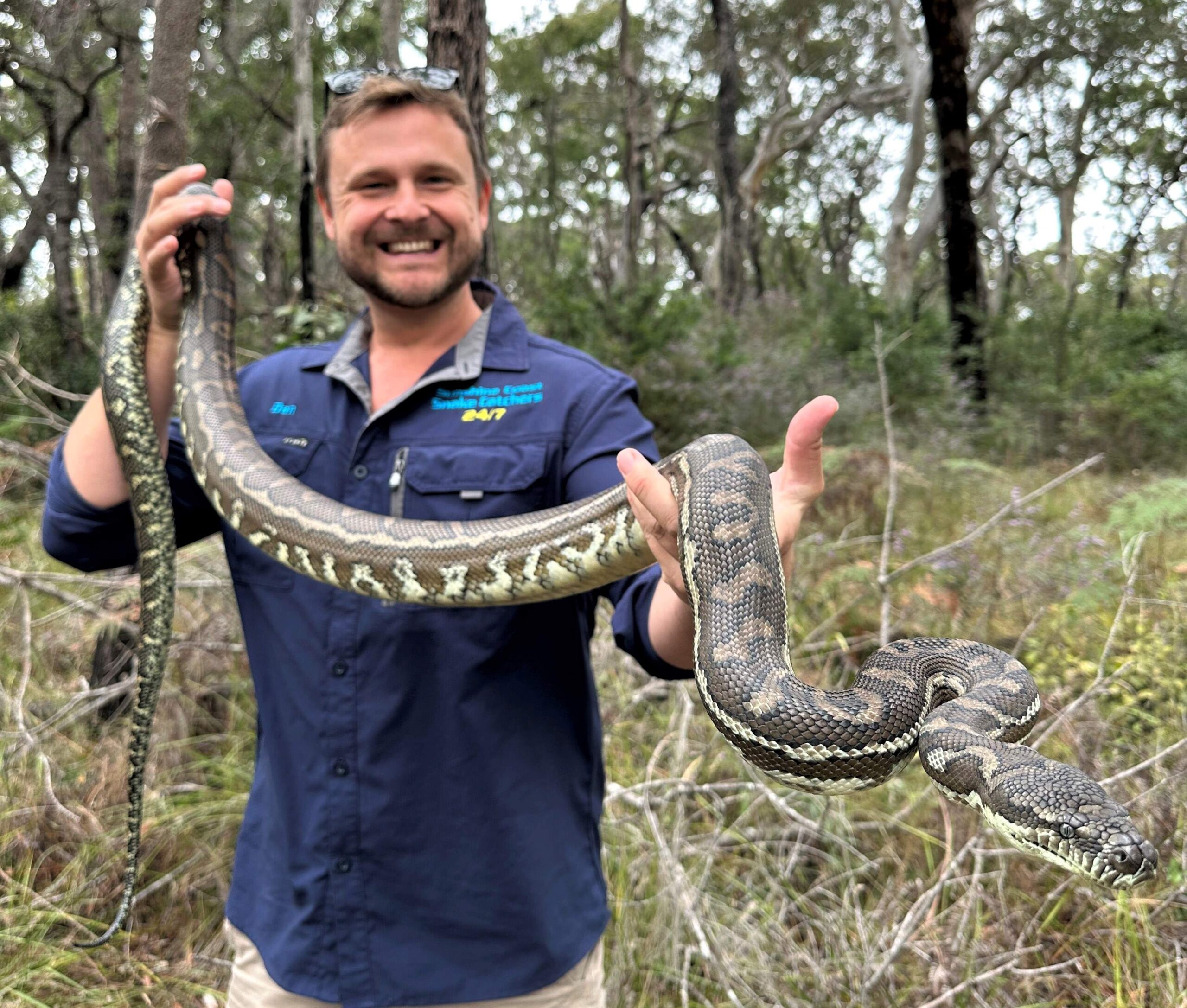 Sunshine Coast Snake - Sunshine Coast Snake Catchers 24/7