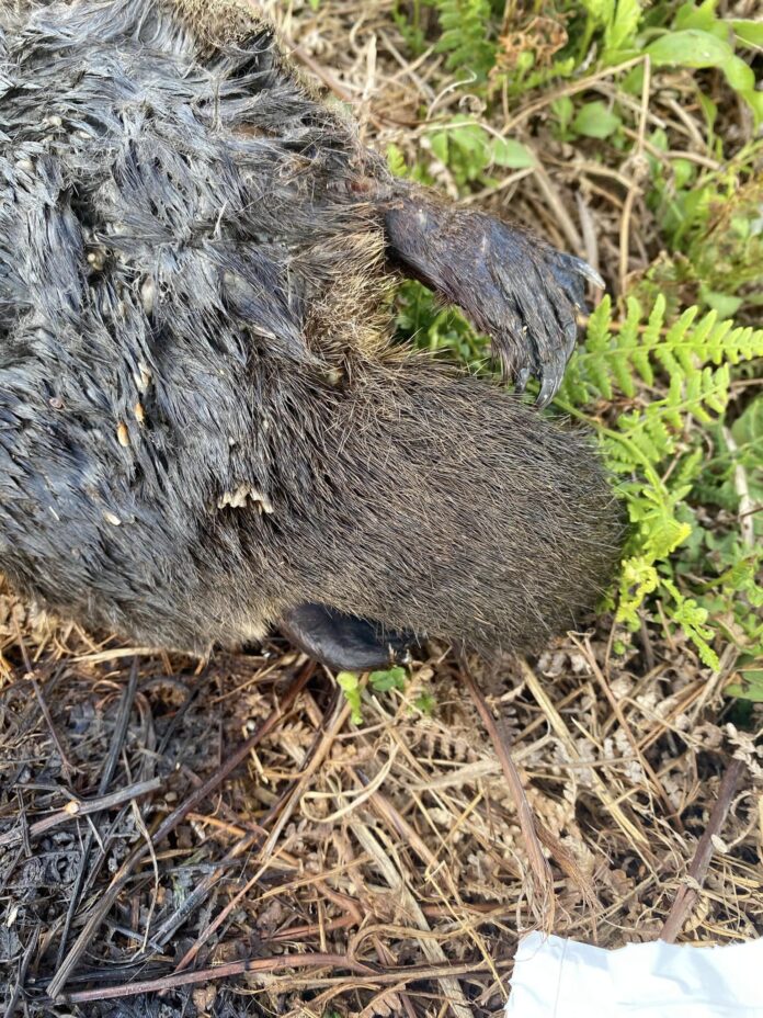 'Heartbreaking': platypus death sparks council action