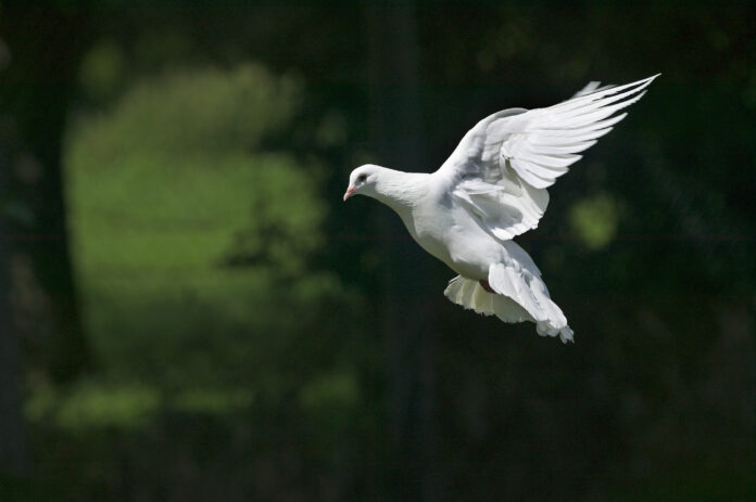 Ashley Robinson Already Winging It In 2024   SCN030123 Fantail Pigeon Pic Shutterstock 1 696x463 