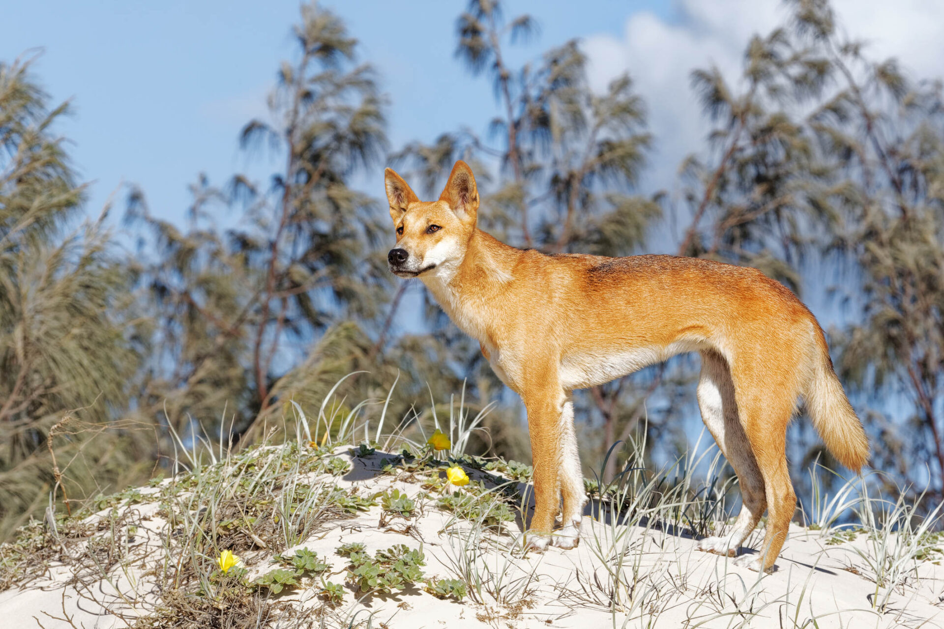 Twoyearold boy bitten by dingo on K'gari