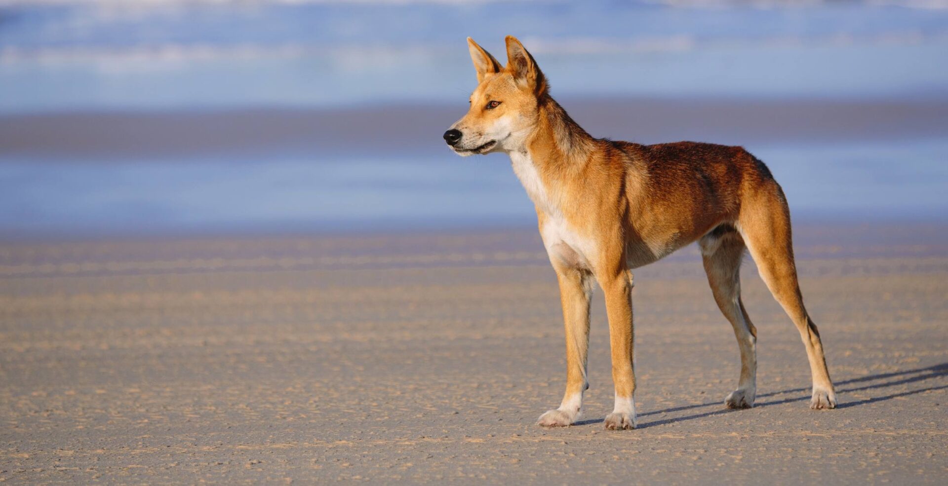 Boy bitten by dingo in latest attack at K'gari