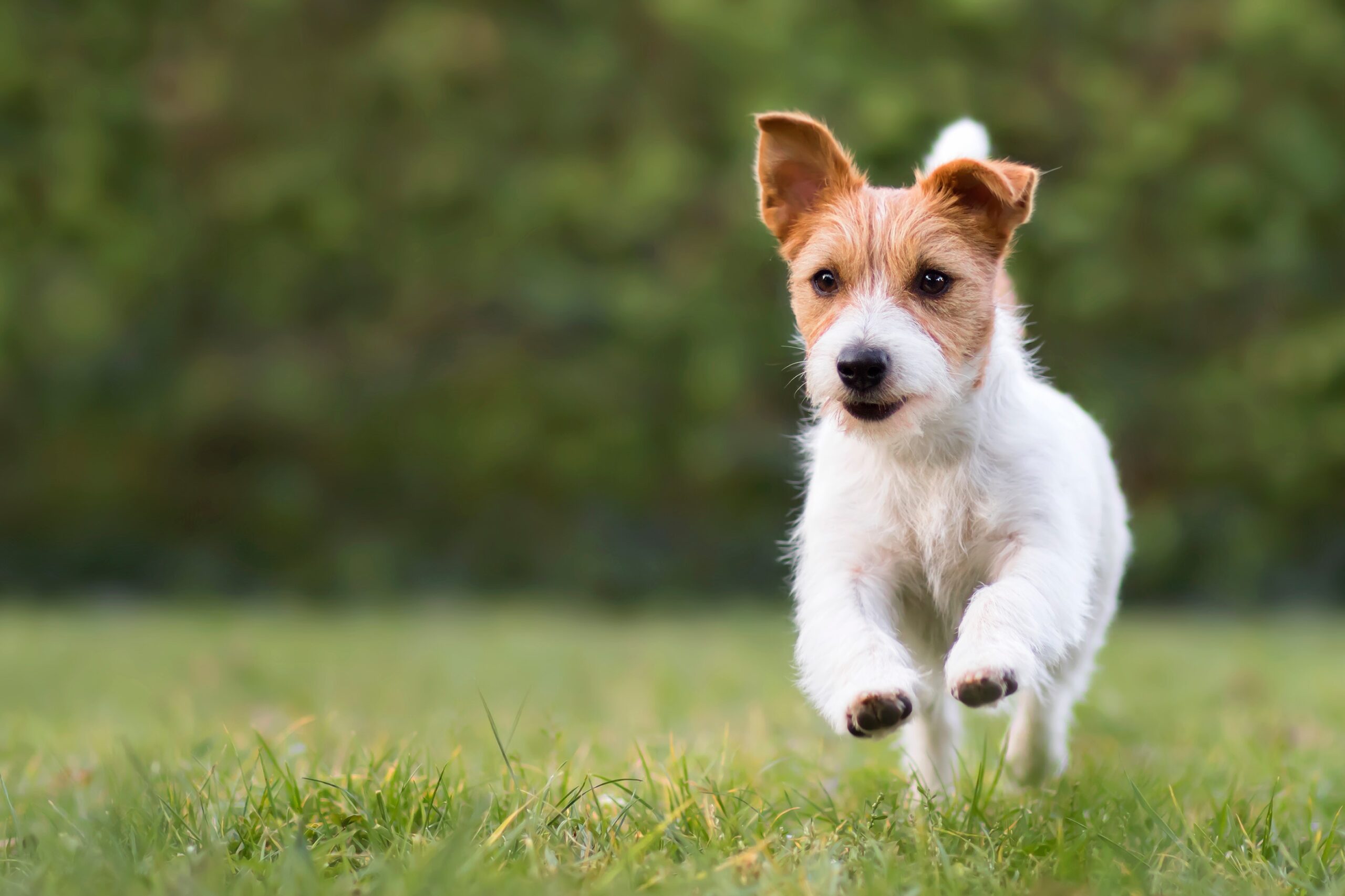 Residents petition for safer dog park in hinterland town